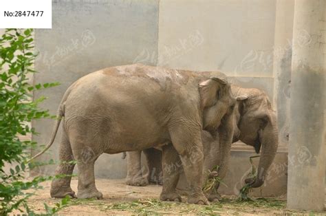 两只正在进食的大象高清图片下载_红动中国
