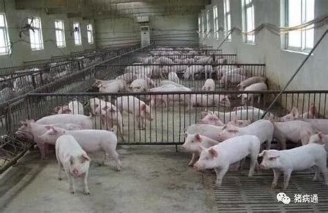 猪场如何科学有效消除仔猪断奶带来的应激-养猪课堂