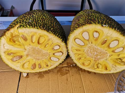 【第17篇】菠萝蜜的正确切法吃法，菠萝蜜的核，菠萝蜜剥法 - 知乎
