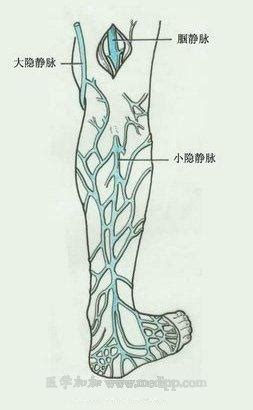 小隐静脉解剖图图片