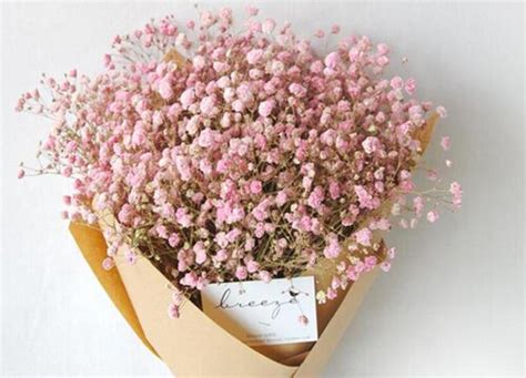 粉色满天星的花语是什么意思 花语代表什么寓意-植物说