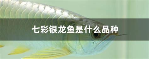 七彩龙鱼和银龙鱼的区别(七彩龙鱼和银龙鱼的区别是什么) - 银龙鱼 - 龙鱼批发|祥龙鱼场(广州观赏鱼批发市场)