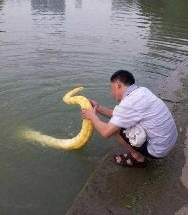 公园发现黄金蟒，走进发现，原来男人认真的给这只金色大蟒蛇沐浴