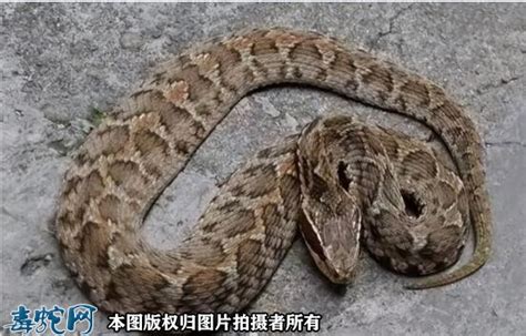 广西桂平挖蛇事件，挖出大蛇真相揭秘！__凤凰网