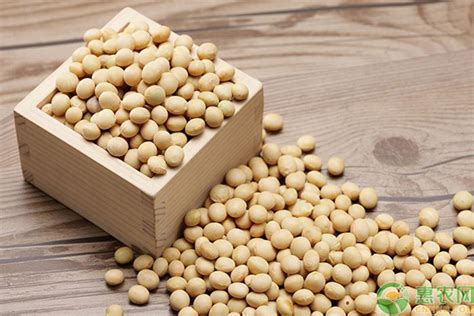 2021大豆价格最新行情-大豆现在什么价格-大豆的作用与功效 - 见闻坊