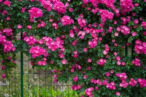 盛开的蔷薇花高清图片下载-正版图片501606549-摄图网
