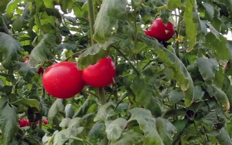西红柿大棚种植与管理 —【发财农业网】
