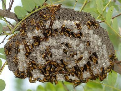 蜂房养蜂房蜜蜂采蜜繁殖摄影图配图高清摄影大图-千库网