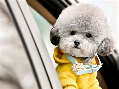 泰迪狗多少钱一只幼崽 最便宜在1500元 - 神奇评测