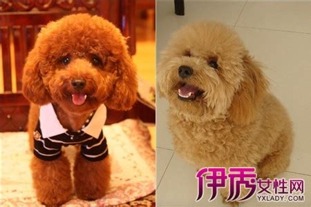 泰迪和贵宾有什么区别 – 中国宠物网