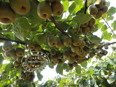 猕猴桃树的种植方法介绍 - 神农千馐