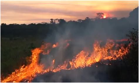 火灾持续三周 亚马逊雨林满目疮痍