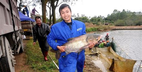 广东茂名高州：90后小伙搞水库养鱼，养出的鱼卖相好肉质好不愁卖_水产快讯（水产养殖）_水产养殖网