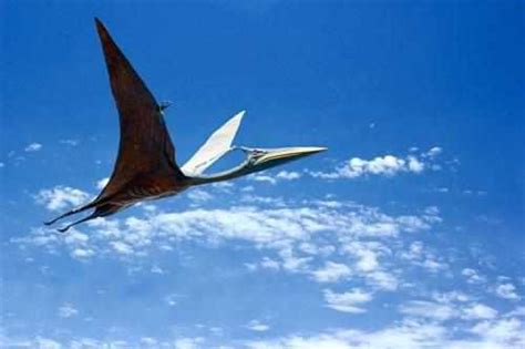 写实 风神翼龙 披羽蛇翼龙 4K 掠食性翼龙 次世代 白垩纪-cg模型免费下载-CG99