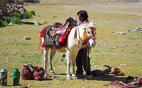 新疆马业 - 西藏马