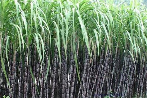 甘蔗几月份成熟 - 农敢网