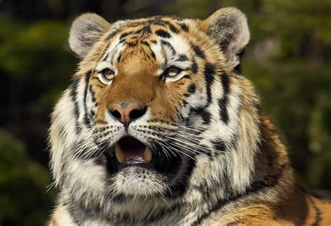 世界上最丑的老虎在哪 美国野生动物保护区（近亲繁殖）-小狼观天下