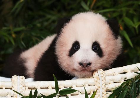 大熊猫的别名叫什么,大熊猫有别名吗,大熊猫又称_大山谷图库