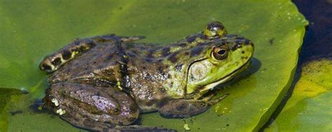 牛蛙的寄生虫高温能杀死吗，牛蛙是青蛙的一种吗-农百科