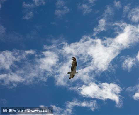 一只正在翱翔的小鸟-快图网-免费PNG图片免抠PNG高清背景素材库kuaipng.com