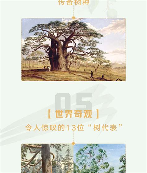 《非凡之树:63个传奇树种的秘密生命》 - 淘书团