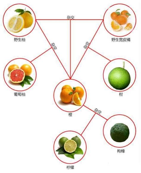 橙子是酸性、肉是碱性食物？错！掌握酸碱平衡，对身体大有益处