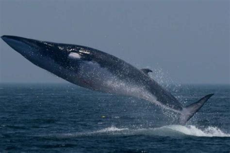 世界上最大的鲸鱼排名前十：蓝鲸一举夺得冠军_巴拉排行榜