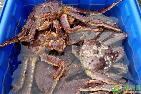 海蟹品种大全图图片