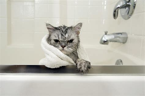 小猫多久洗一次澡比较好？猫咪洗澡的频率与注意事项 - 胖萌舍宠物网