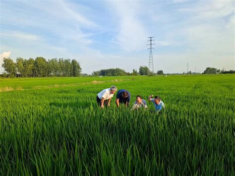市农业农村技术推广中心积极应对高温干旱_滁州市农业农村局