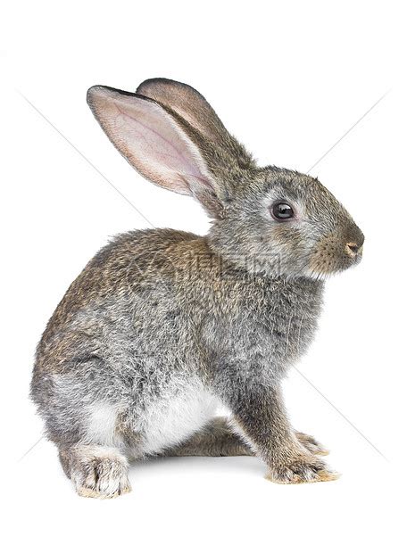 灰色兔子居住柔软度哺乳动物荒野美丽宠物毛皮农业野兔高清图片下载-正版图片320639150-摄图网