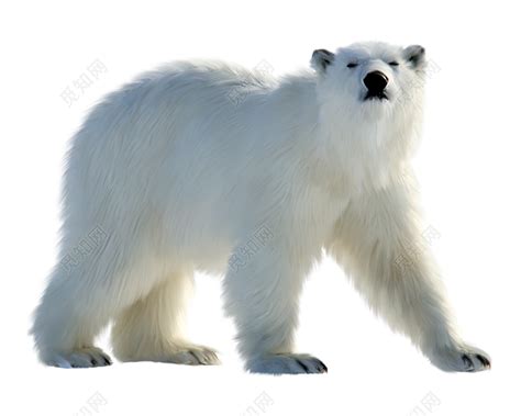 北极熊的资料 北极熊的日常生活！
