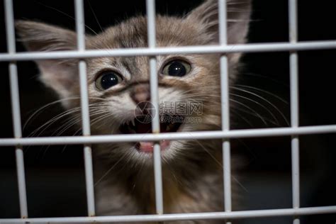 庇护所笼子里的悲伤猫高清图片下载-正版图片504110856-摄图网