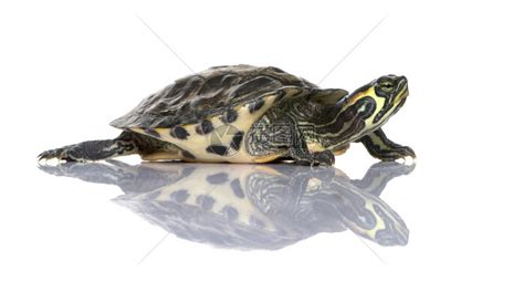 海龟游泳地区动物乌龟爬虫农场脚蹼鳄鱼高清图片下载-正版图片320598731-摄图网