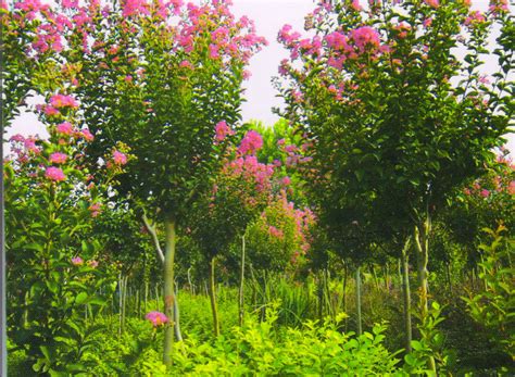 江门鹤山：年产5000万盆花卉！宅梧这个花木场带动农户就业增收！