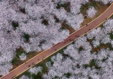 贵州安顺：航拍万亩樱花盛开 美景令人陶醉-荔枝网图片