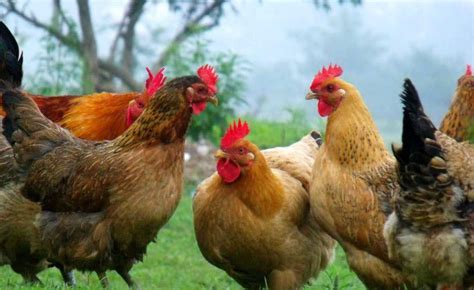 楚小鲜-农富源——认养一只鸡，开启共享农场新模式 - 品牌强国优选工程 - 官方网站