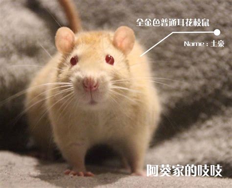 金色鼠鼠图片