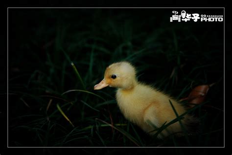 【可爱的小鸭子摄影图片】莉香公园生态摄影_华子影像_太平洋电脑网摄影部落