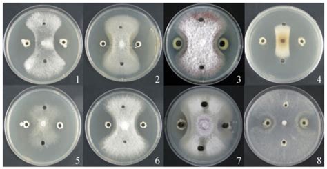 生物纳米硒产生菌及利用该菌株制备生物纳米硒的方法与流程