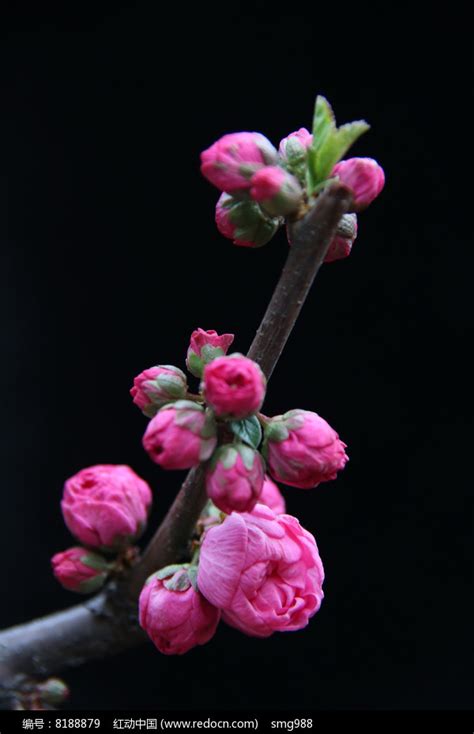 含苞待放的玫瑰花花蕾高清图片下载_红动中国