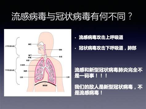 中国平均每年8.8万人死于流感，来源于哪，可信度如何？