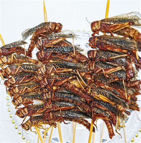 烧烤油炸蝗虫：肉质鲜嫩，味美如虾，食过方知味 - 知乎