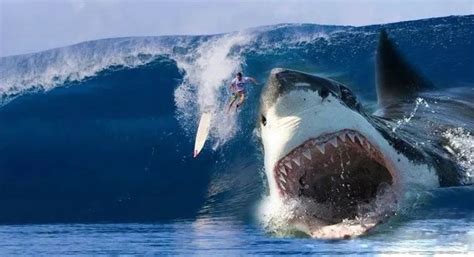 龙王鲸vs巨齿鲨谁更厉害（最强生物巨齿鲨，和海中狩猎者龙王鲸到底谁更厉害？看完就知道了） | 说明书网