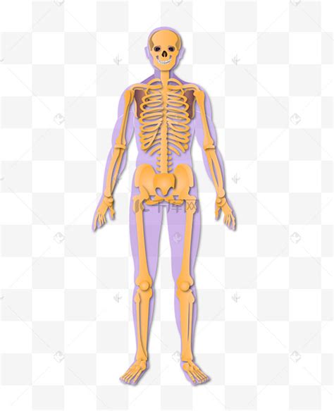 学画人体_人体上肢骨骼解剖图及骨点详解-露西学画画