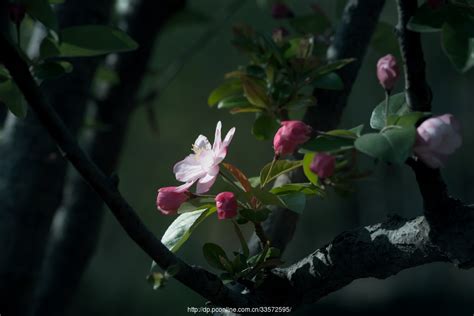 【高清图】花开花落自有时-中关村在线摄影论坛