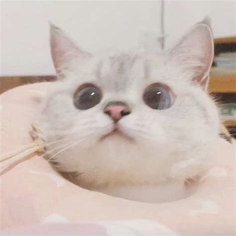 猫猫头图片