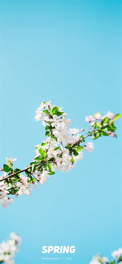 春光正好，留下美丽季节的花色。by@六月日记本