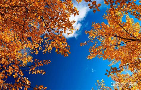 描写秋天天空的唯美句子，透过枫叶看那蓝蓝的天空 - 知乎
