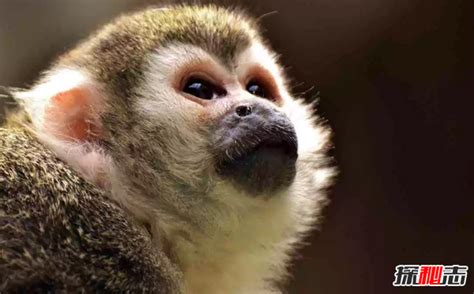 地球上10大最珍稀的猴子，你见过哪几种？_巴拉排行榜